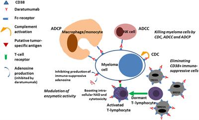 Frontiers | Daratumumab For The Treatment Of Multiple Myeloma